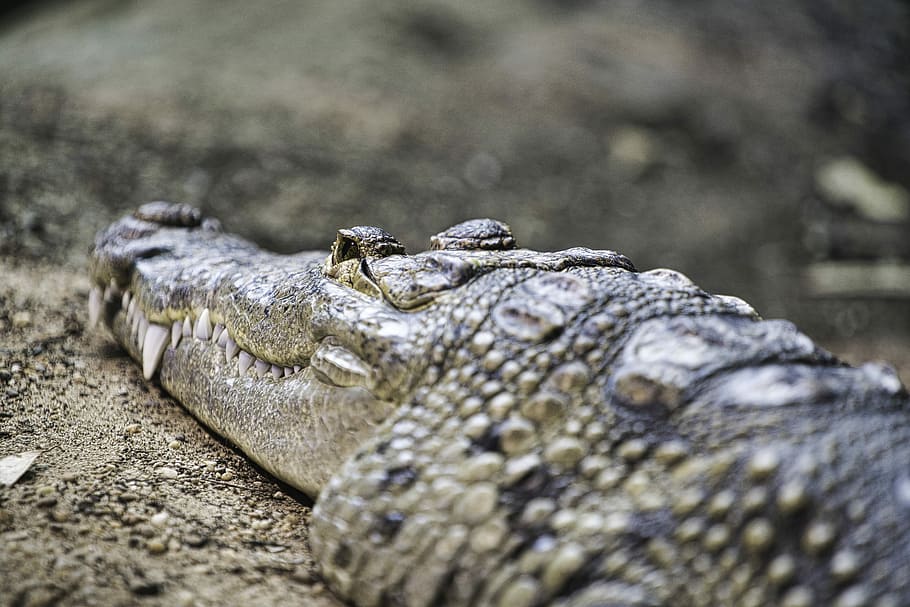 close-up photography of gray crocodile, shallow focus photography of crocodile, HD wallpaper