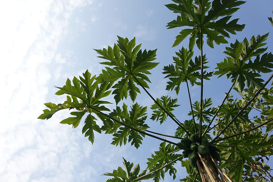 plant, nature, tree, leaf, summer, sky, cloud - sky, plant part HD wallpaper