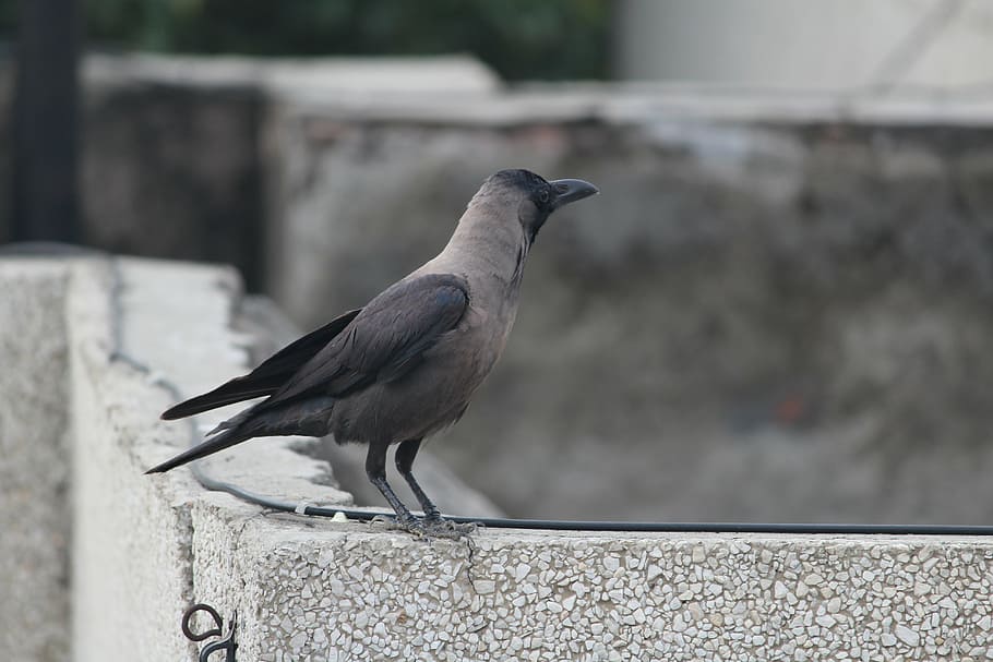 crow, grey-necked, house crow, bird, animal, wildlife, nature, HD wallpaper