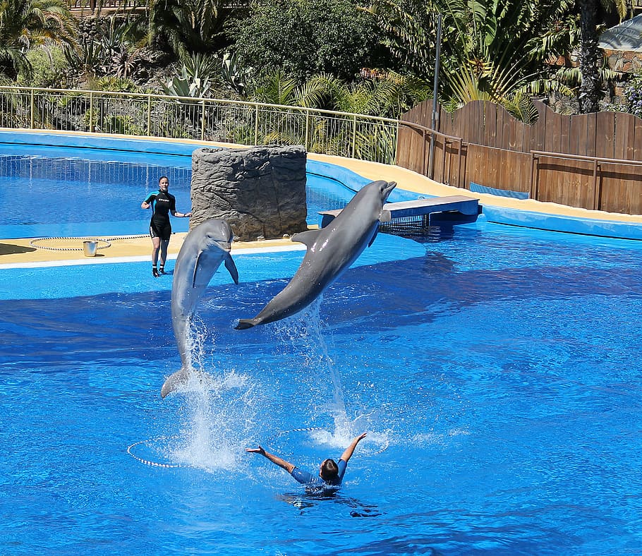 dolphin, show, dolphins, expensive, water, bassing, real people HD wallpaper