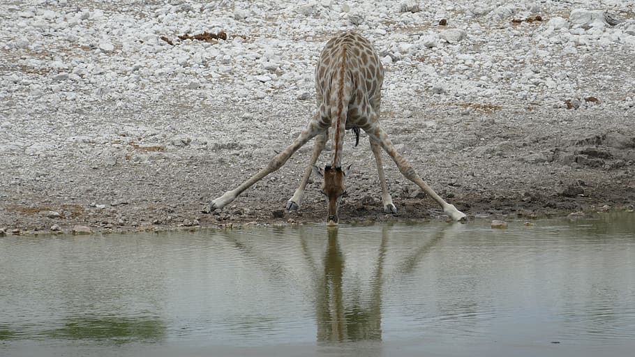 namibia, giraffe, animal, animal themes, water, animal wildlife HD wallpaper