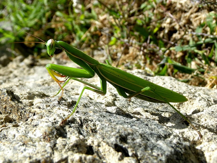 praying mantis, mantodea, close, one animal, green color, animal themes HD wallpaper