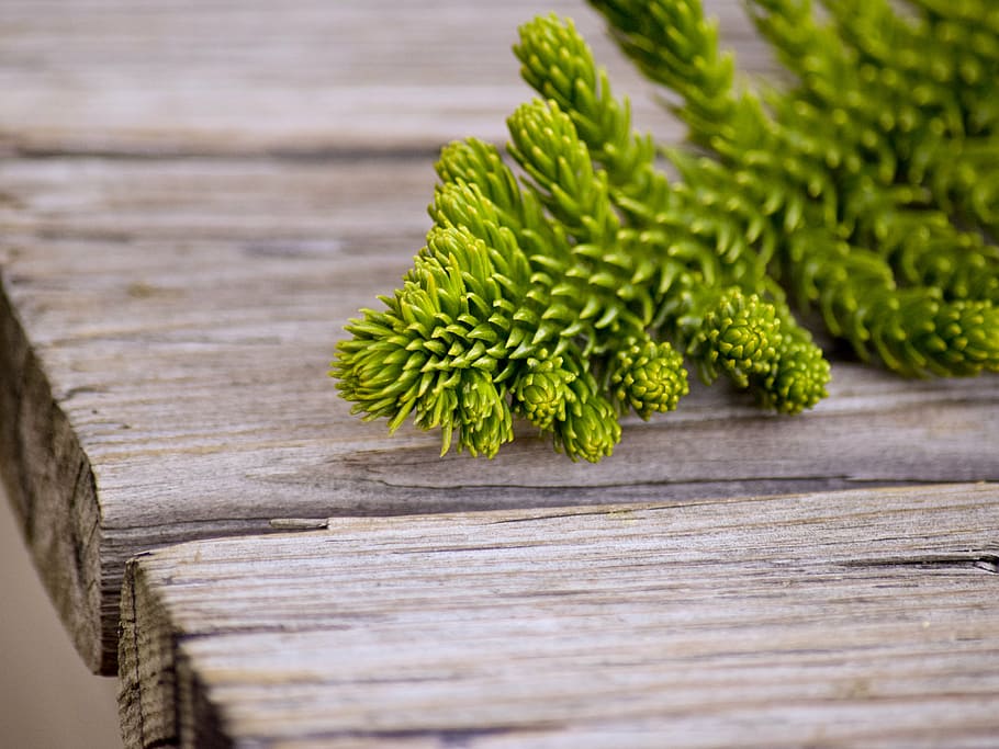 close-up photography of green leaf plant on wooden surface HD wallpaper