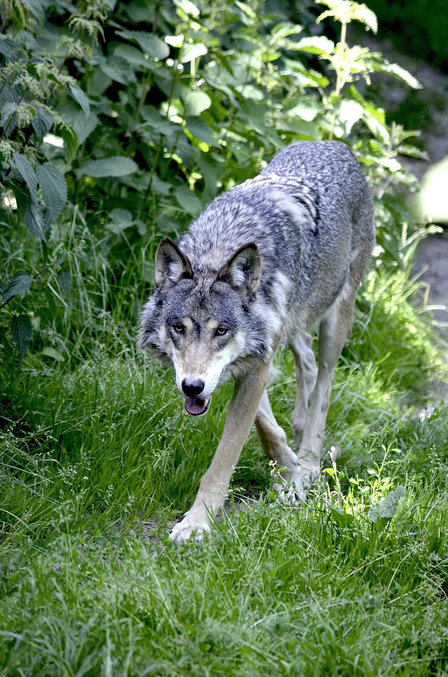 close-up photography of gray wolf near plants, predator, wolves HD wallpaper