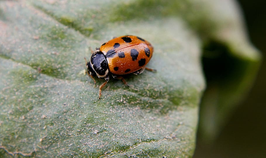 Chinita, Field, Insect, Ladybug, Color, spring, wild, one animal HD wallpaper