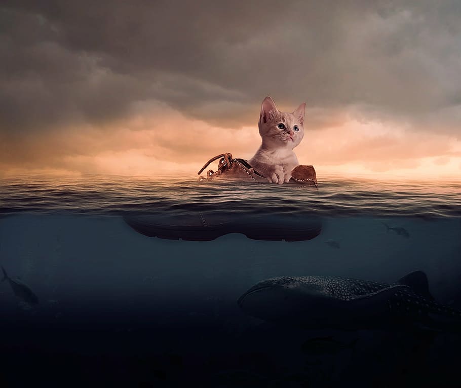 orange tabby kitten on brown boot in sea, cat, mar, sunset HD wallpaper