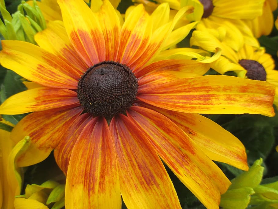 blossom, bloom, macro, sun hat, yellow, garden, flower, flowering plant HD wallpaper