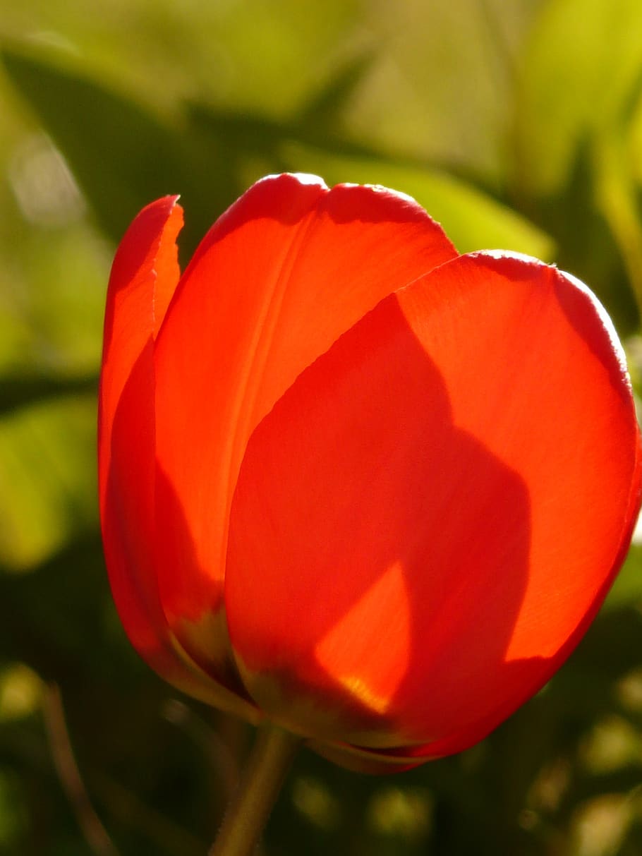 tulip, red, spring, flower, bloom, backlighting, sun, shadow HD wallpaper