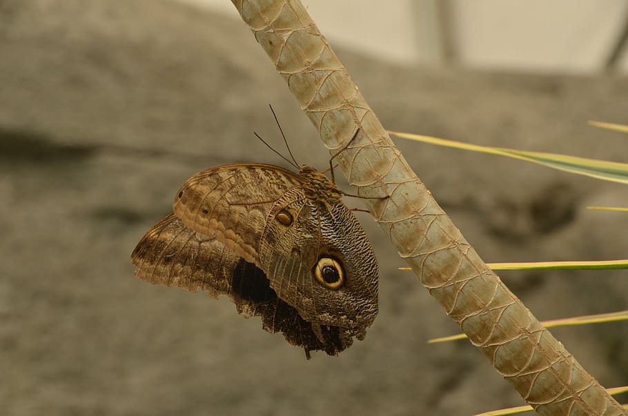 Butterfly, Morpho Peleides, Brown, Bug, nature, one animal HD wallpaper