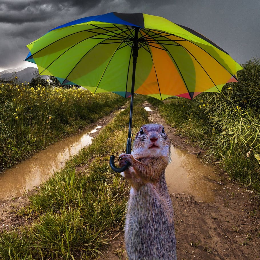 squirrel holding umbrella illustration, animals, composing HD wallpaper