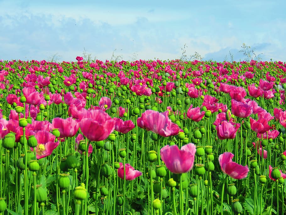 Hd Wallpaper Poppy Field Opium Poppy Field Of Poppies Poppy Flower Capsule Wallpaper Flare