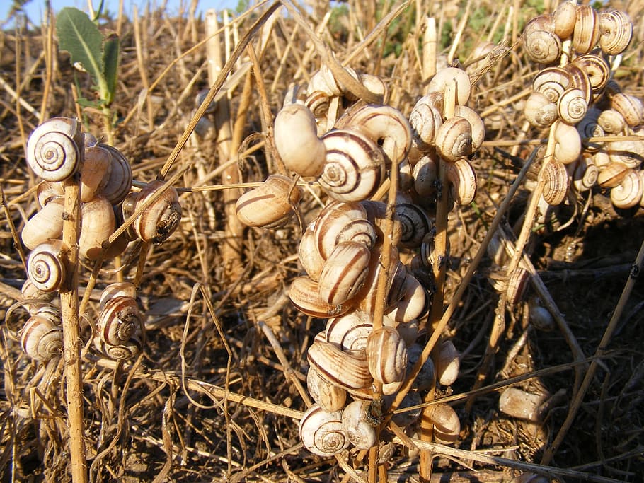 Snails, Stuck, Grass, Heat, Shell, Dead, spiral, macro, animal HD wallpaper