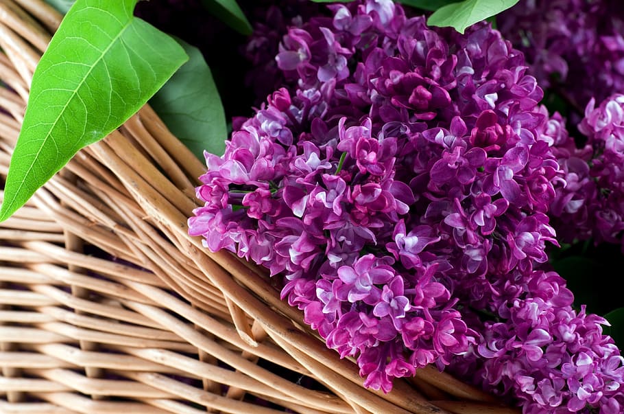 purple petaled flowers on basket, without, shopping cart, blooms, HD wallpaper