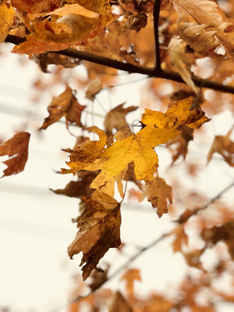 selective focus photography of brown leaves, tree, forest, woodland HD wallpaper