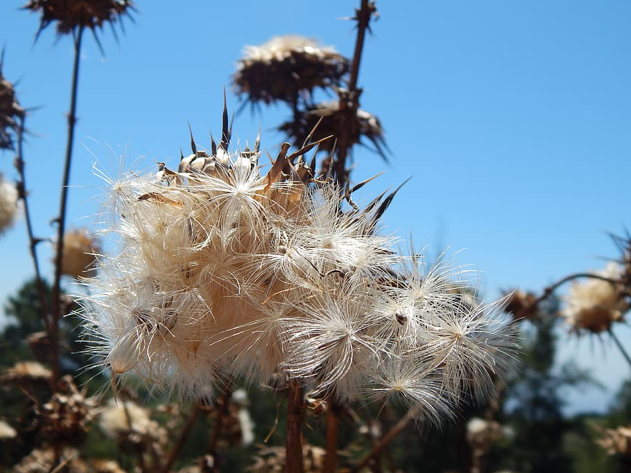 seeds, thistles, summer, thorns, plant, focus on foreground HD wallpaper