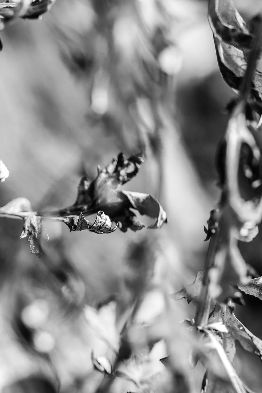 leaf, nature, plant, natural, summer, animal, close-up, animal themes HD wallpaper