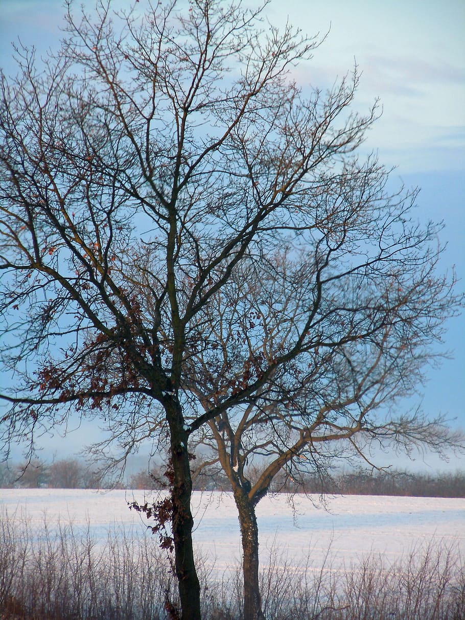 Winter Trees, Wintry, Icy, cold, landscape, bare tree, snow HD wallpaper