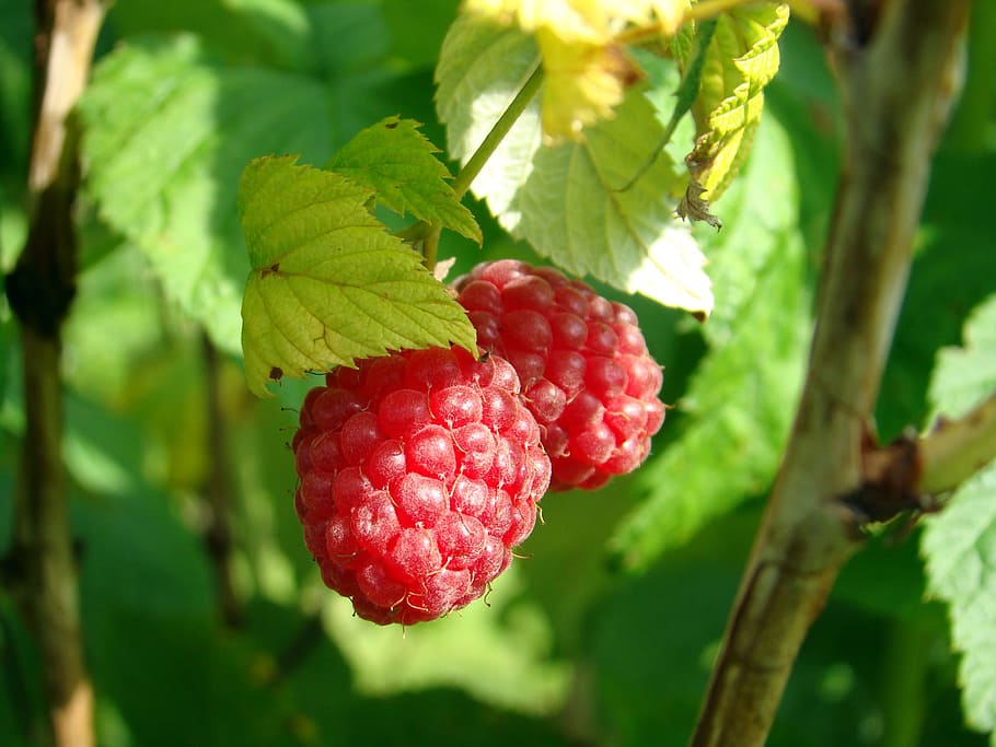 berry, raspberries, good, useful, red, fruit, healthy eating HD wallpaper