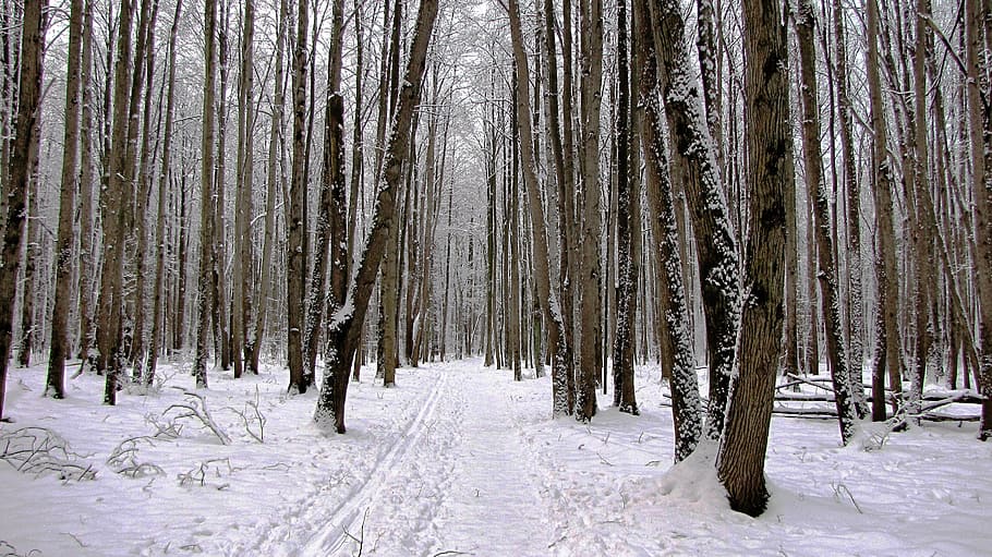 winter, nature, trees, cold temperature, snow, forest, land HD wallpaper