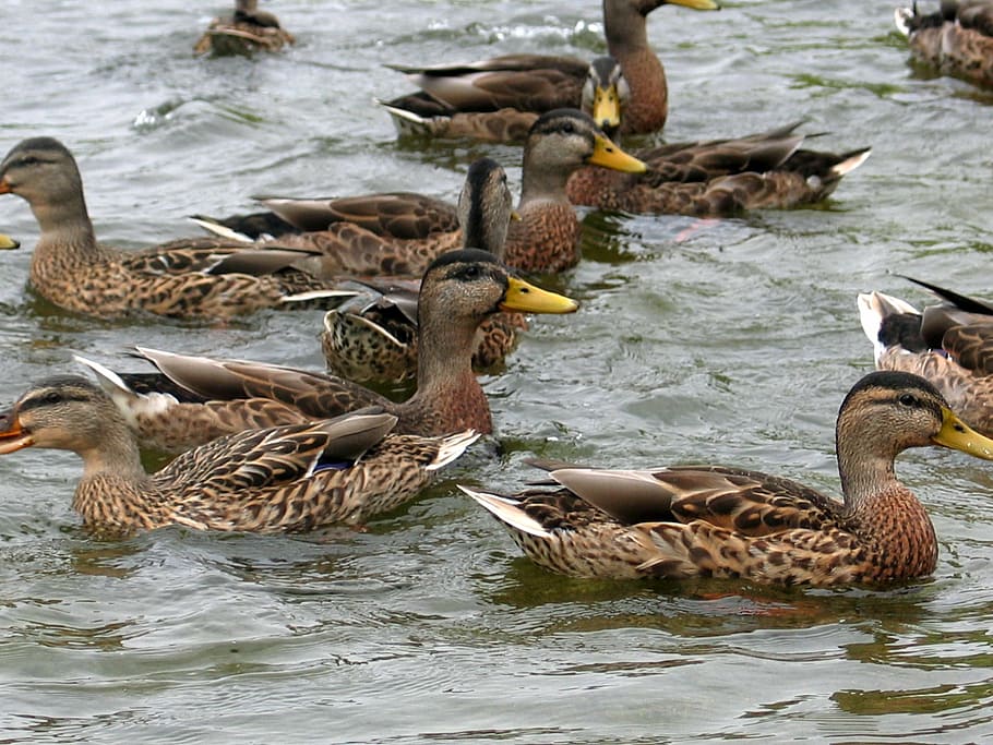 ducks, birds, wild ducks, animal wildlife, animals in the wild HD wallpaper