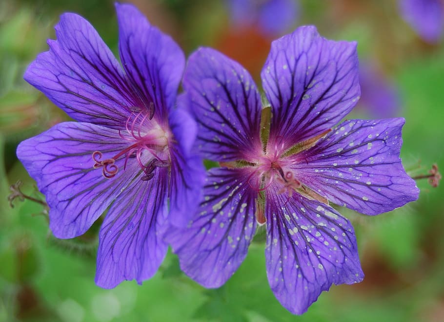 cranesbill, blue, close, blue geranium, garden plant, blossomed HD wallpaper