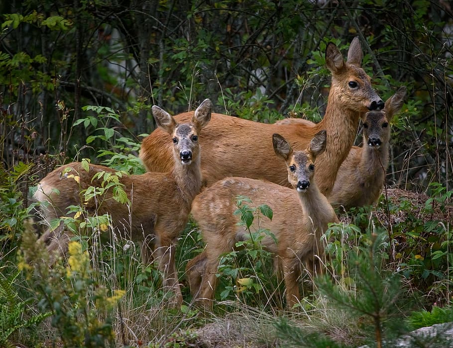 four doe on grass, venison, animals, the nature of the, the calves, HD wallpaper