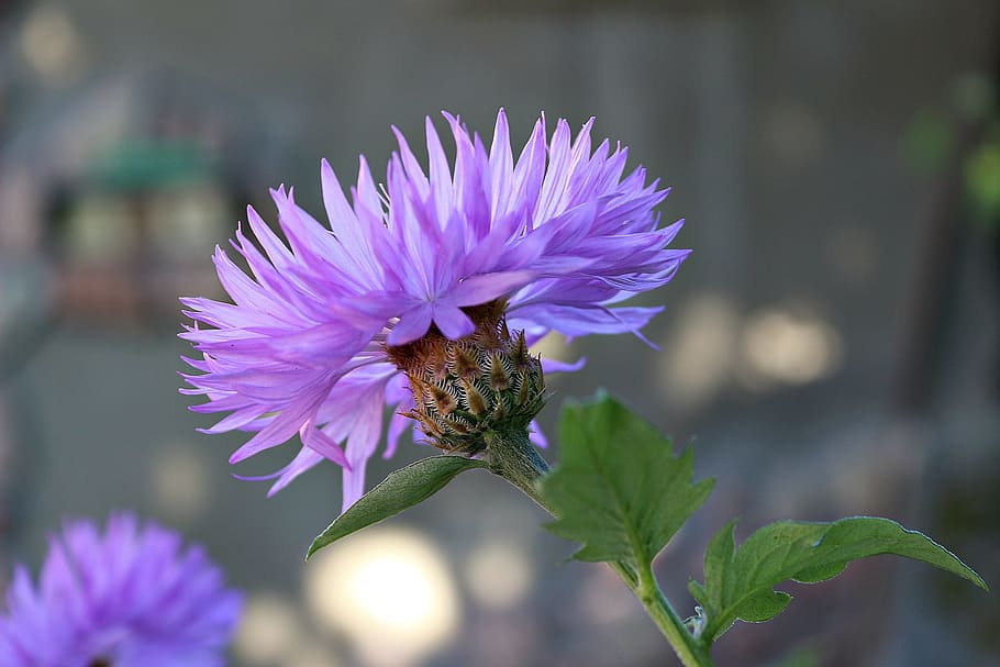 Cornflower, Nature, Summer, purple, fragility, petal, focus on foreground HD wallpaper