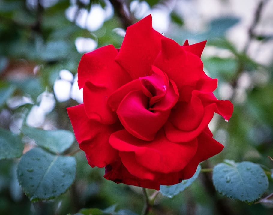 rose, red, bush, romantic, love, plant, wet, raindrop, spring, HD wallpaper