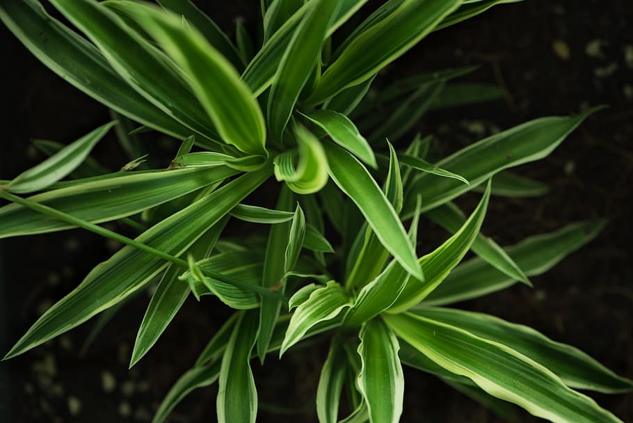 green snake plant, green plant, close up, photo, green leaf, nature HD wallpaper