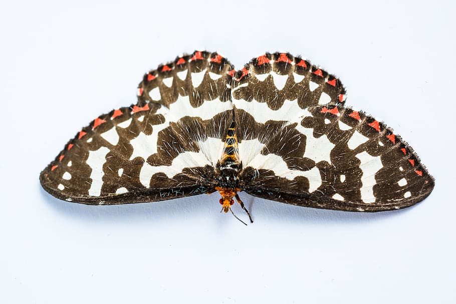 butterfly, insect, butterfly - Insect, animal, nature, animal Wing HD wallpaper