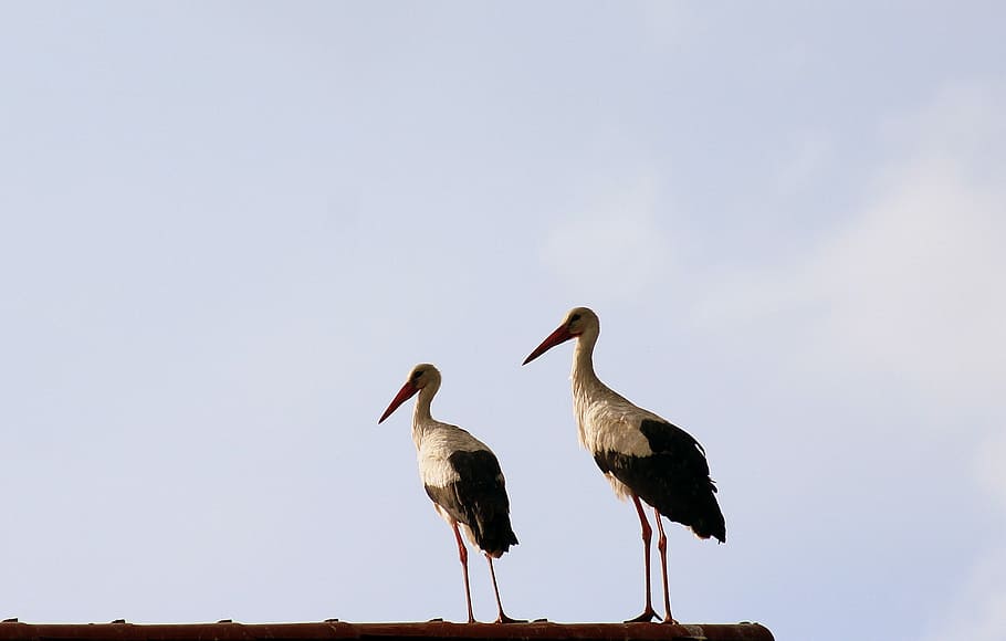 two white-and-black birds, storks, para, spring, nature, wild birds, HD wallpaper
