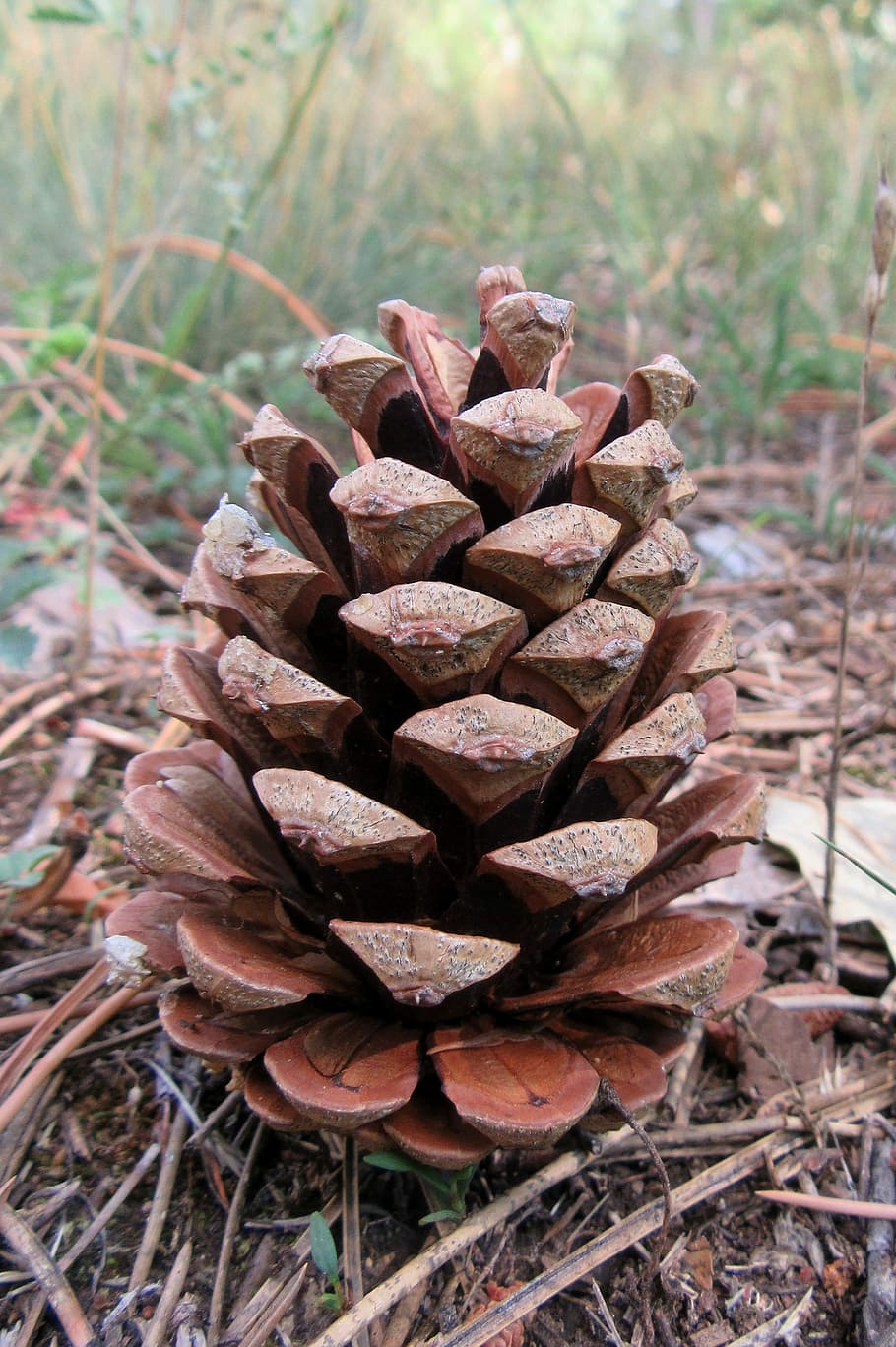 Cone, Forest, Tour, nature, no people, day, plant, focus on foreground HD wallpaper