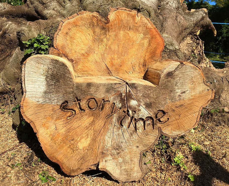 brown wood log board on soil, Story Time, storytelling, tree