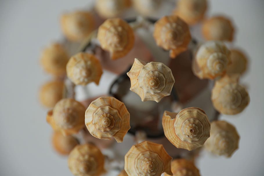 Chandelier, Sea Shells, Lamp, light, antique, bulb, chain, decor HD wallpaper