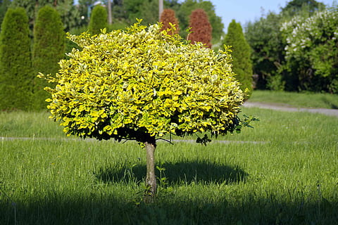 tree, small tree, lone tree, green, a thumbnail, green tree HD wallpaper