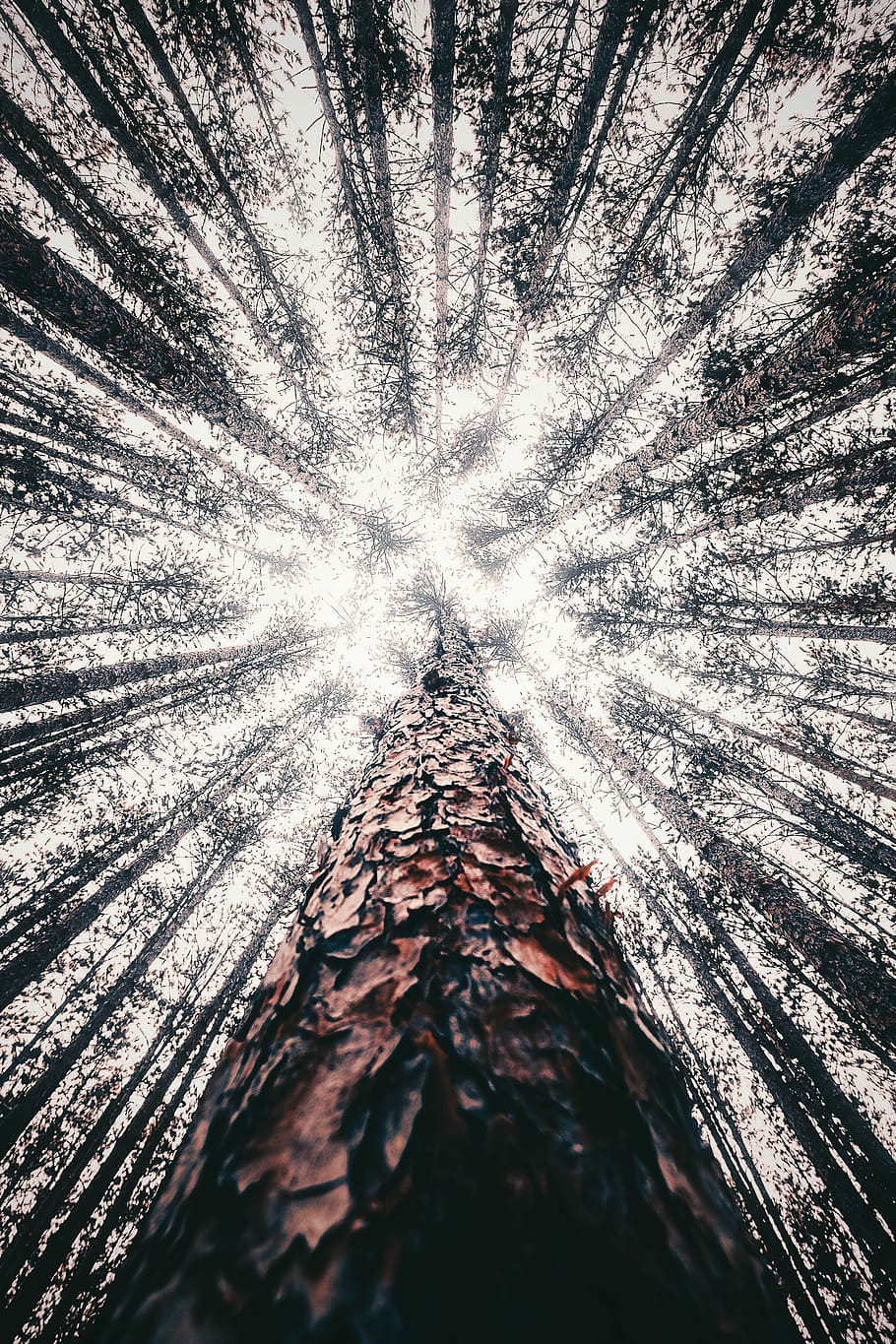 worm's-eye view photography of tree, worm's eye view of tall trees HD wallpaper