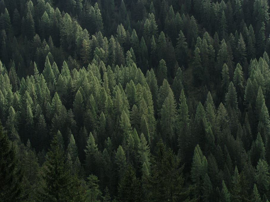 aerial photography of forest trees at daytime, fir, periwinkle HD wallpaper