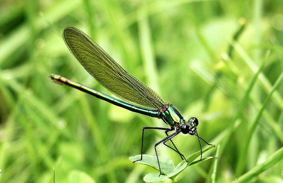 Dragonfly, Insect, Nature, Animal, flight insect, creature, HD wallpaper