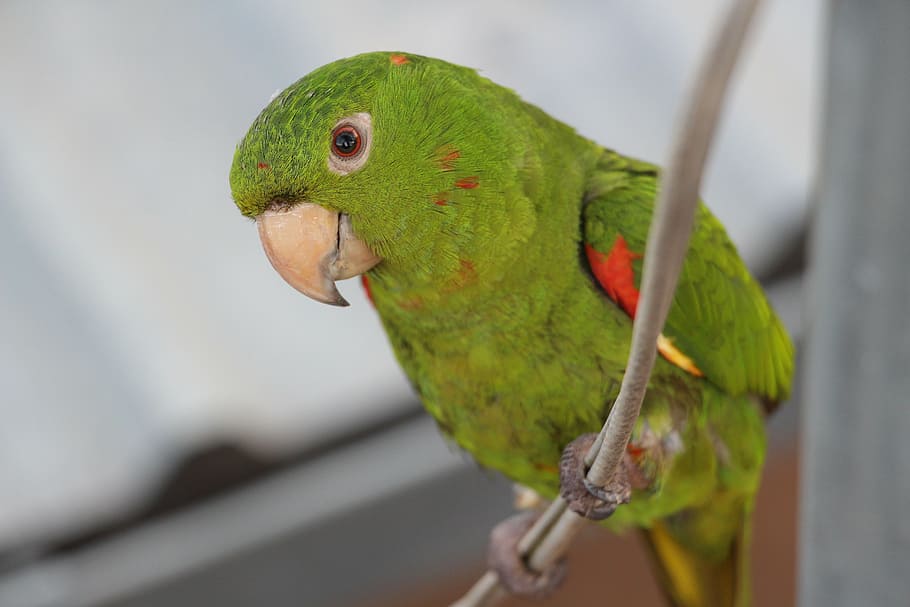 maritaca, bird, brazil, animal themes, parrot, vertebrate, animal wildlife HD wallpaper