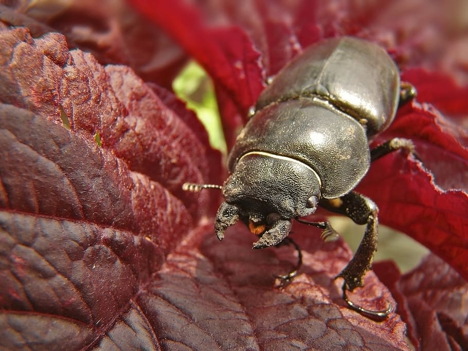 beetle, insects, black, macro, tipster, coil, invertebrate HD wallpaper