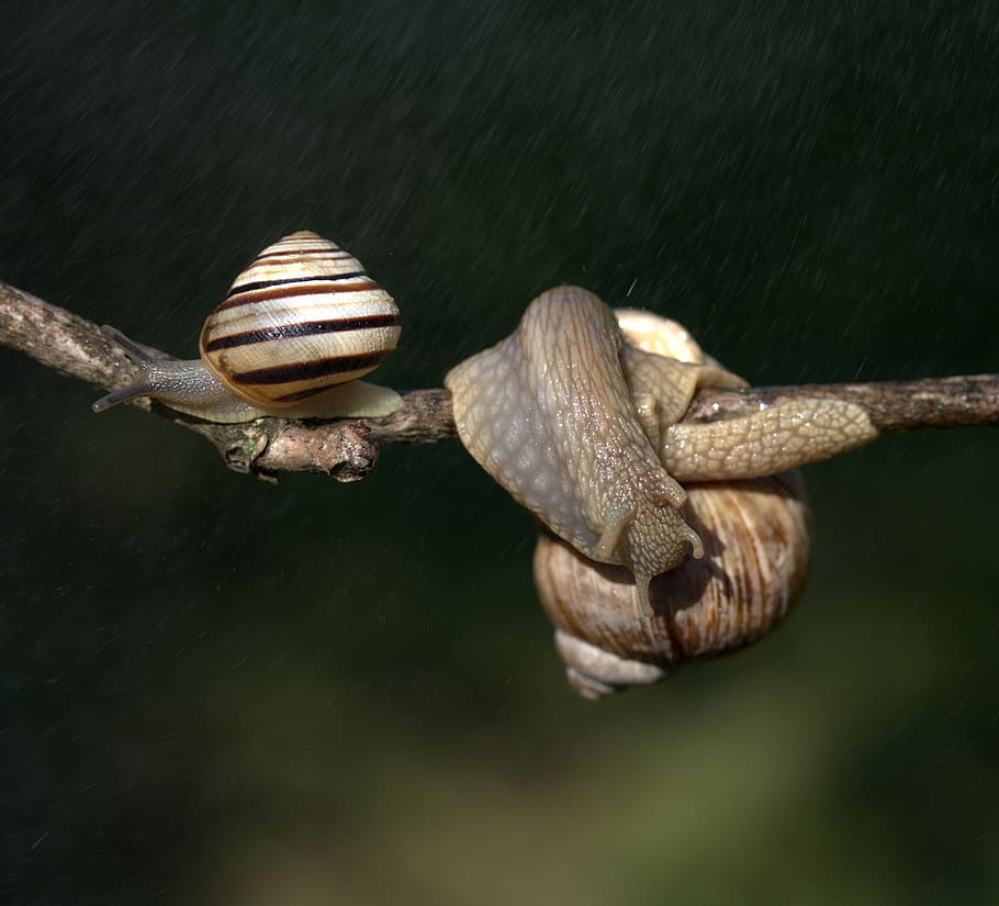 snails, casey, hooked, rain, shell, horns, animal wildlife HD wallpaper