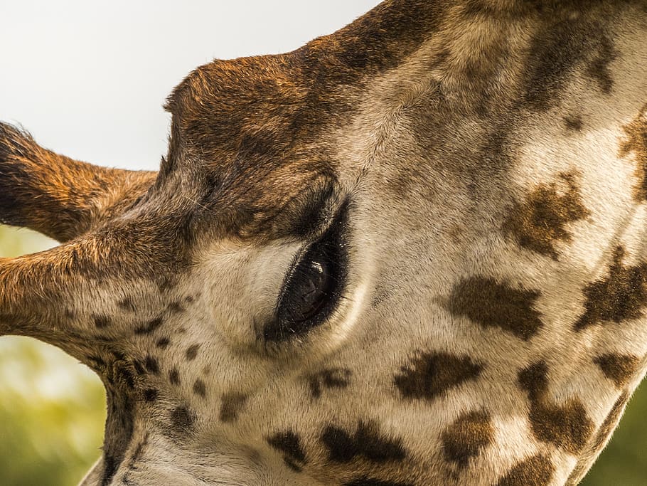 zoo, giraffe, eye, close up, animal themes, one animal, mammal HD wallpaper