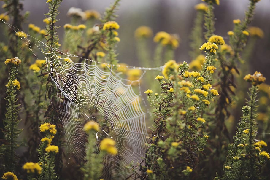 tilt shift photography of yellow flower plants with spider web, white cobweb on yellow petaled flowers