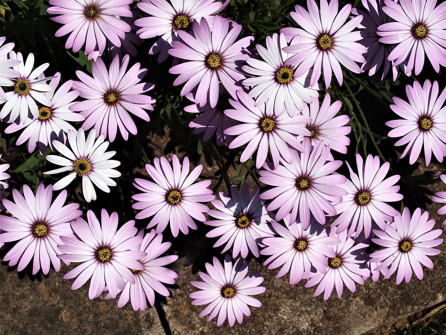flowers, daises, floral, bloom, summer, flowering plant, freshness HD wallpaper