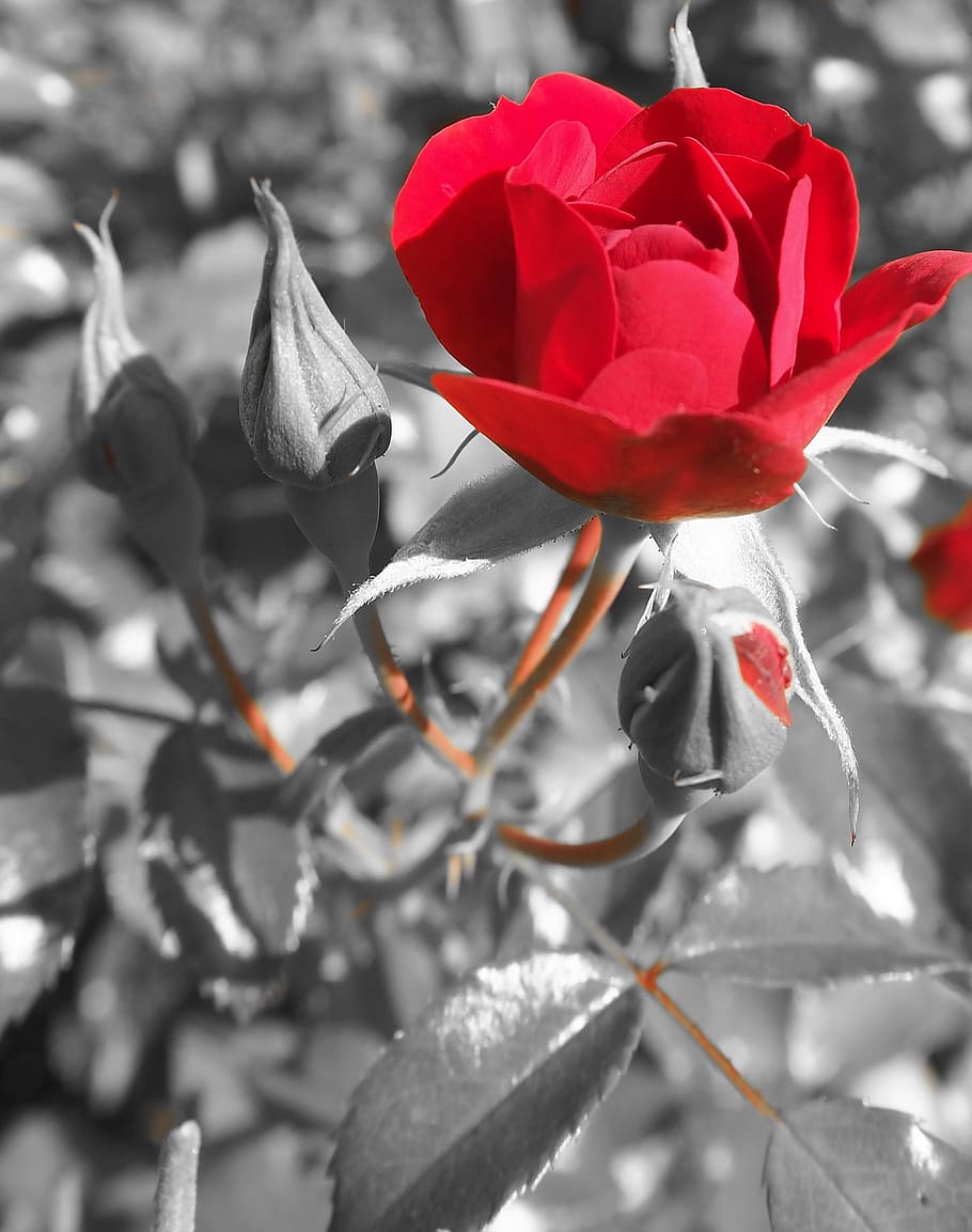 red rose, blossom, bloom, garden, black and white, garden roses HD wallpaper