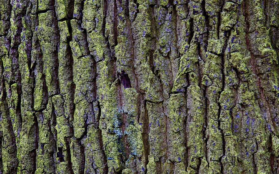 tree, bark, moss, nature, structure, full frame, backgrounds HD wallpaper