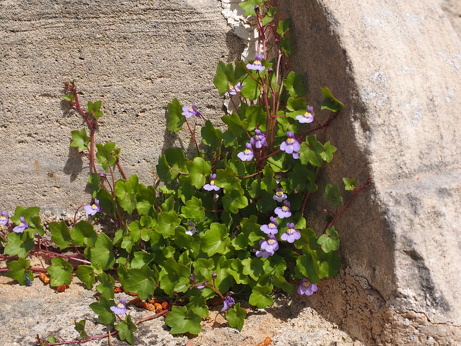 dulcimer herb, blossom, bloom, blue, violet, purple, zymbelkraut HD wallpaper