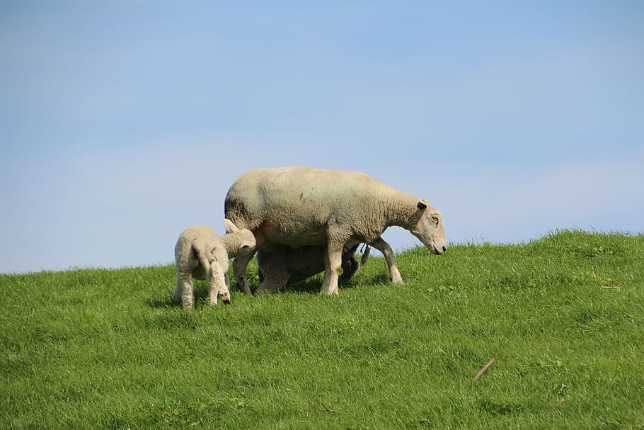 sheep, wool, lamb, dike, schäfchen, nordfriesland, animals HD wallpaper