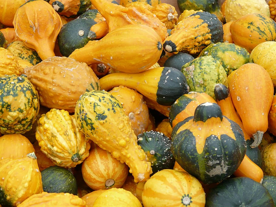 decorative squashes, pumpkins, yellow, green, vegetables, sale HD wallpaper