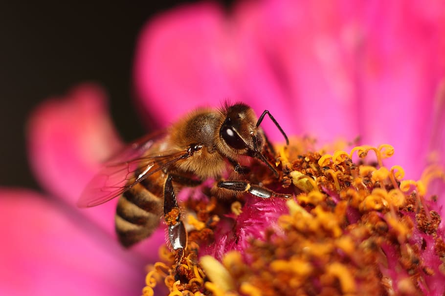 bee, nature, insect, pollen, honey, flowering plant, invertebrate HD wallpaper